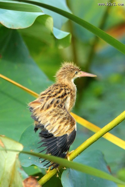 黄苇鳽幼鸟图片大全