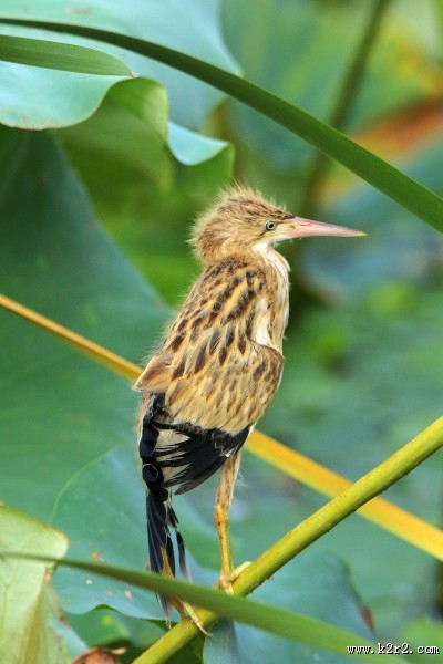黄苇鳽幼鸟图片大全