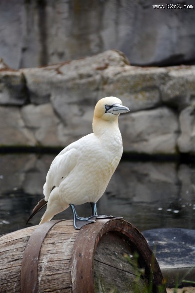 “多情鸟”北方塘鹅图片