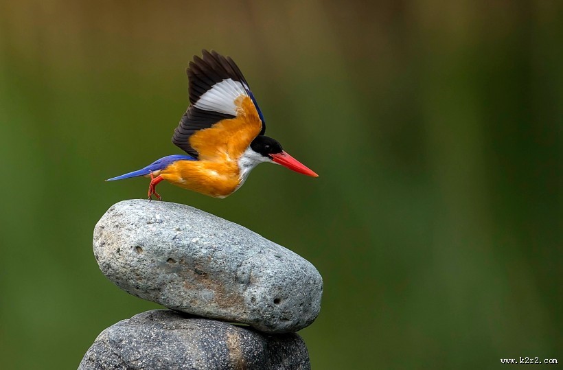 蓝翡翠图片大全