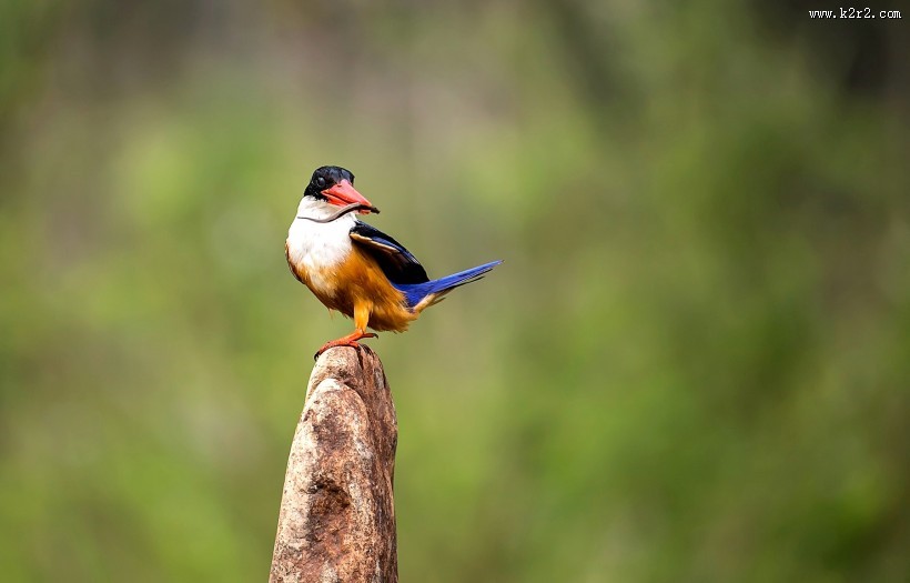 蓝翡翠图片大全