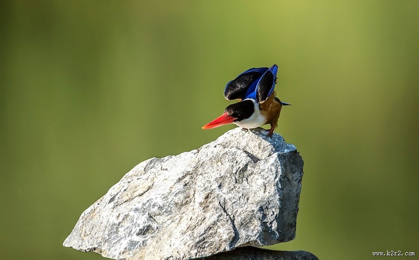 蓝翡翠图片大全