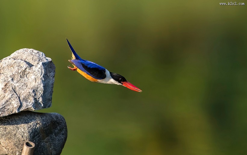 蓝翡翠图片大全