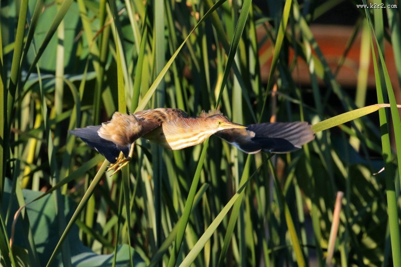 黄苇鳽的飞姿图片