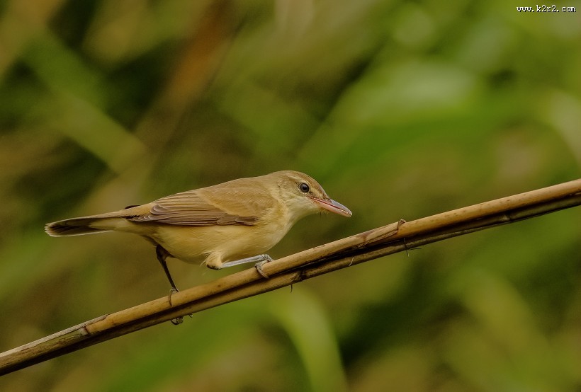 大苇莺图片大全