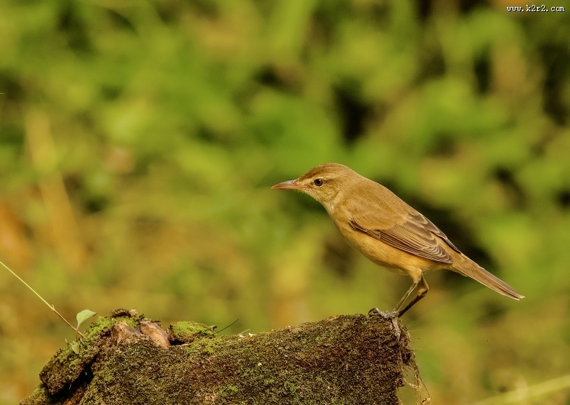 大苇莺图片大全