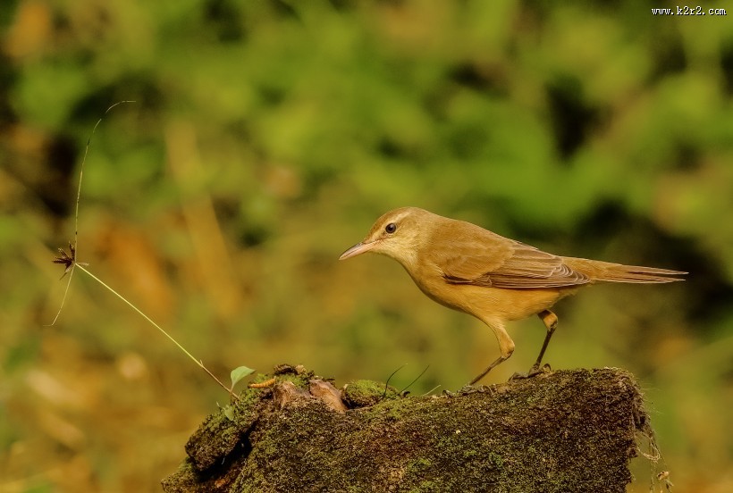 大苇莺图片大全