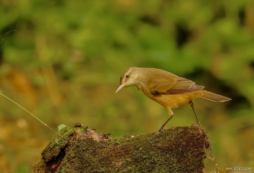 大苇莺图片大全