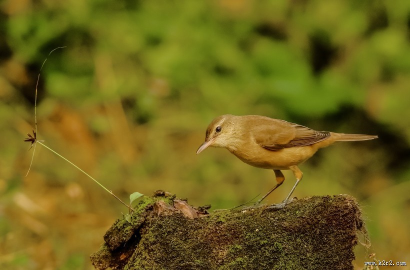 大苇莺图片大全