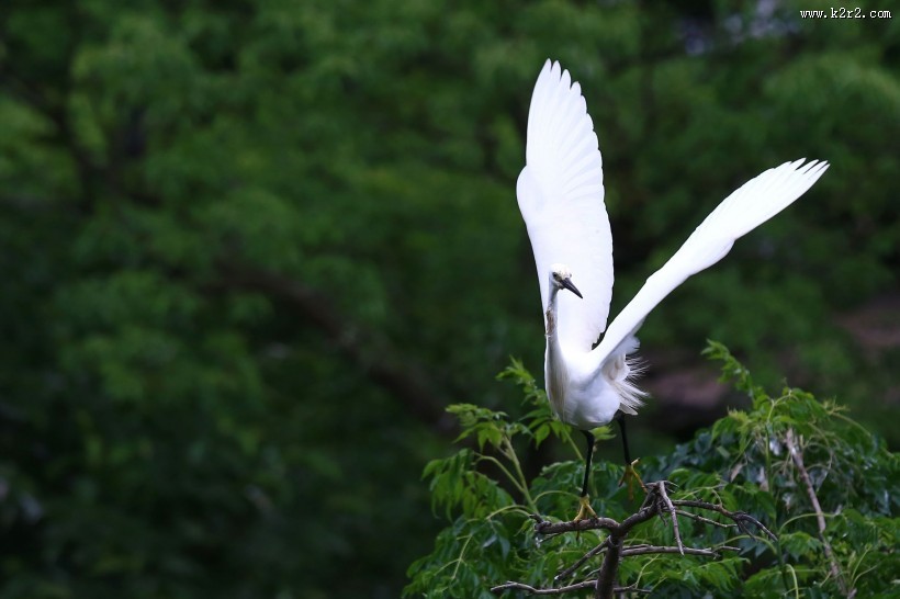 树上的白鹭图片