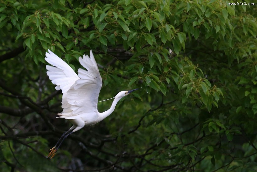 树上的白鹭图片