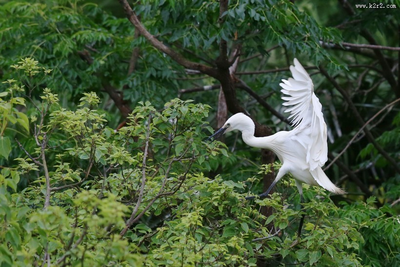 树上的白鹭图片