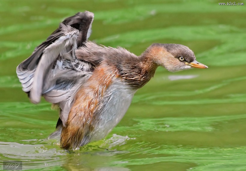 戏水的小??图片