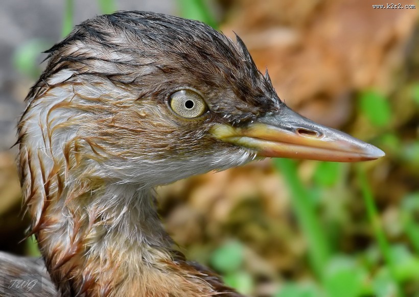 戏水的小??图片