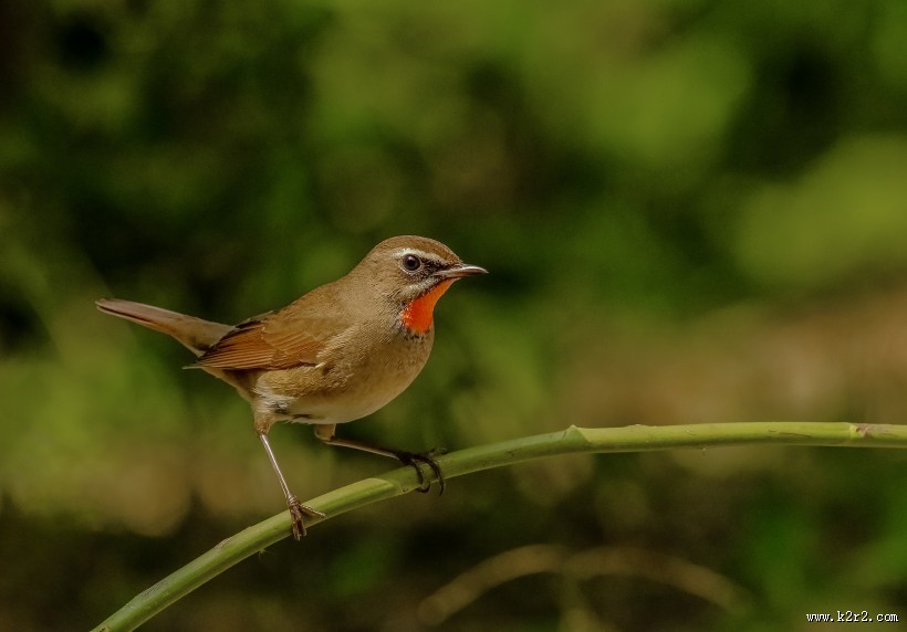 红点颏鸟类图片