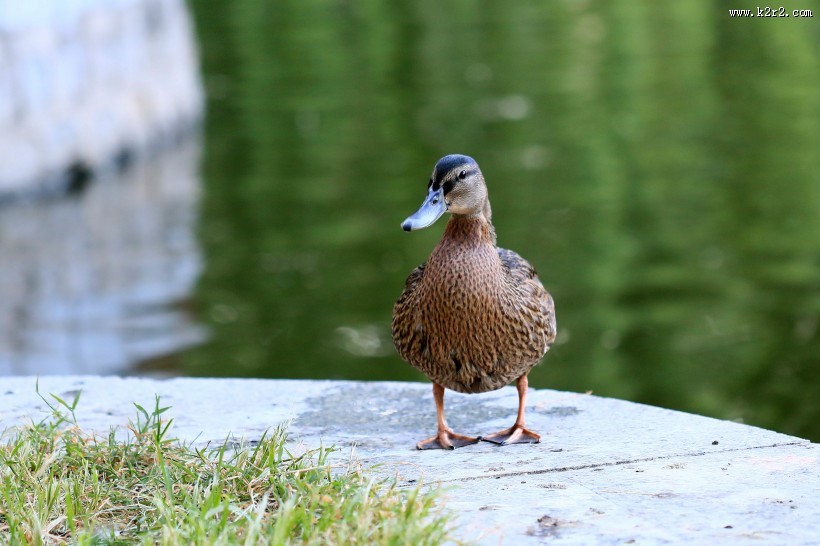 大绿头野鸭图片大全