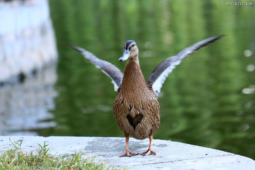 大绿头野鸭图片大全