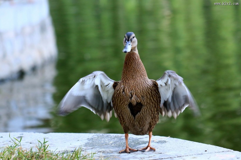 大绿头野鸭图片大全