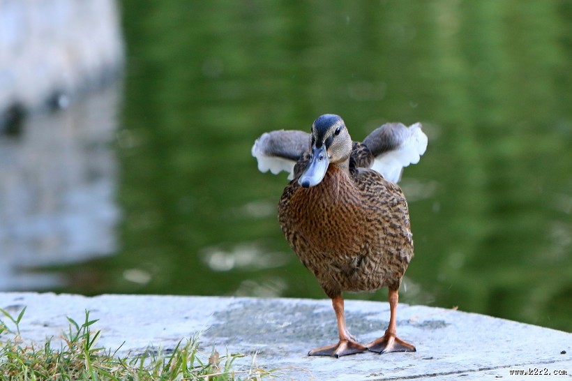 大绿头野鸭图片大全