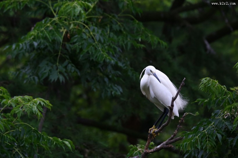 树上的白鹭图片大全