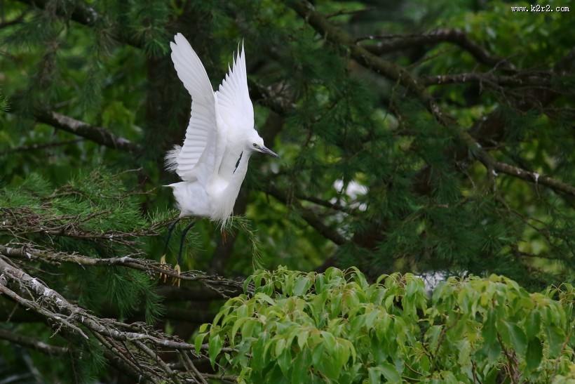 树上的白鹭图片大全