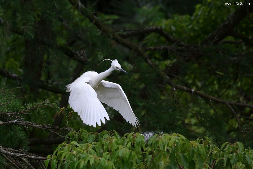 树上的白鹭图片大全