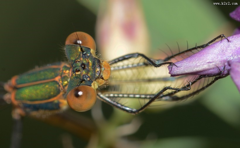 蜻蜓眼睛特写图片