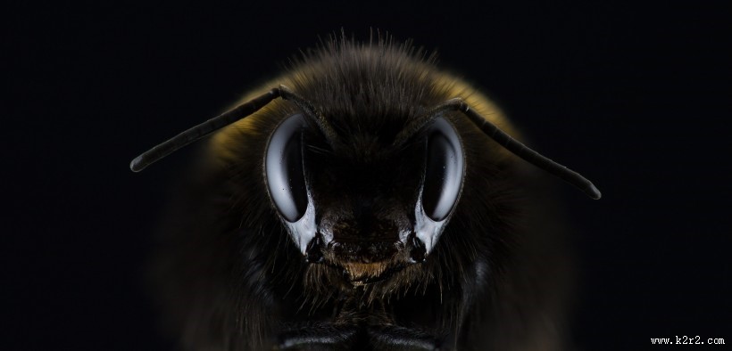 圆乎乎的熊蜂图片