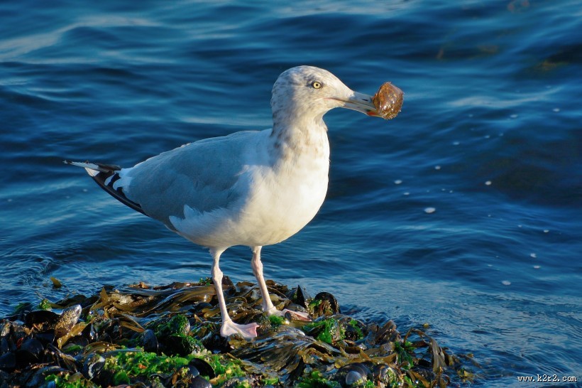 觅食的银鸥图片