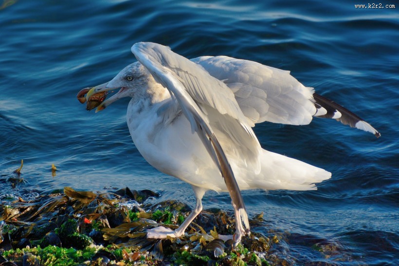 觅食的银鸥图片