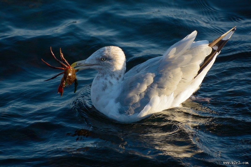 觅食的银鸥图片