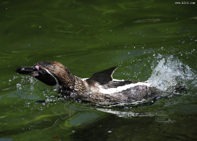 更喜温暖气候的洪堡企鹅图片