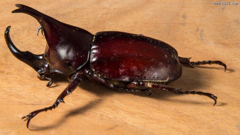 力大惊人的犀牛甲虫图片大全
