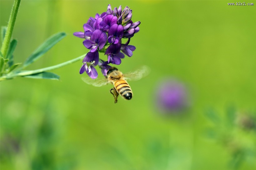 勤劳的小蜜蜂图片