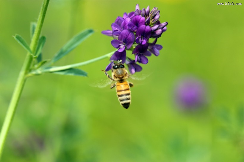 勤劳的小蜜蜂图片