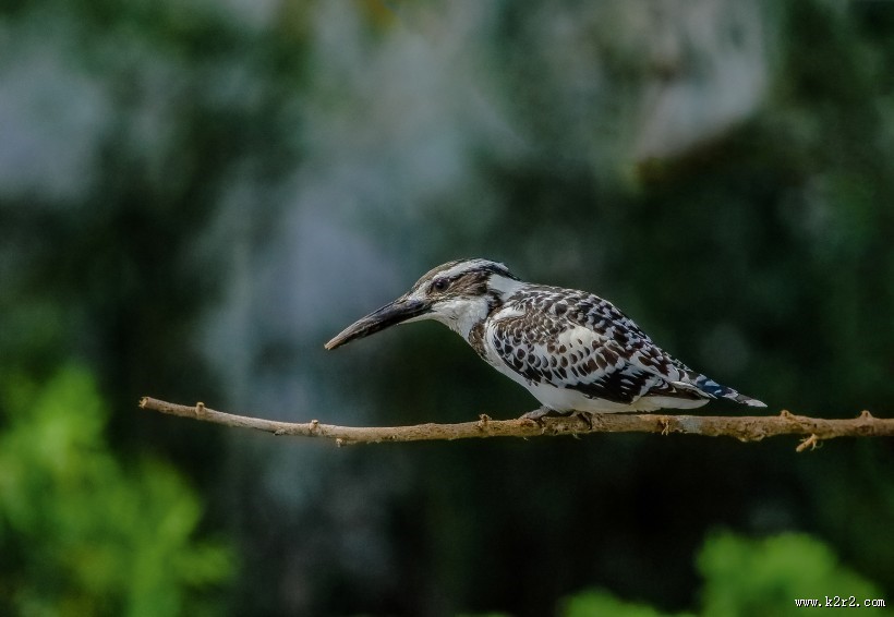 斑鱼狗鸟类图片