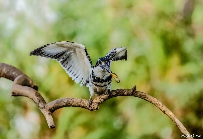 斑鱼狗鸟类图片