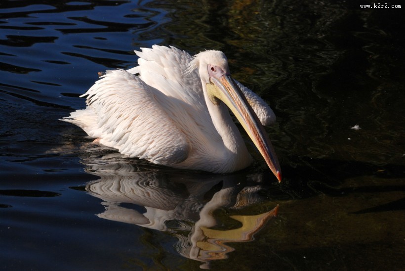鹈鹕科的粉红背鹈鹕图片