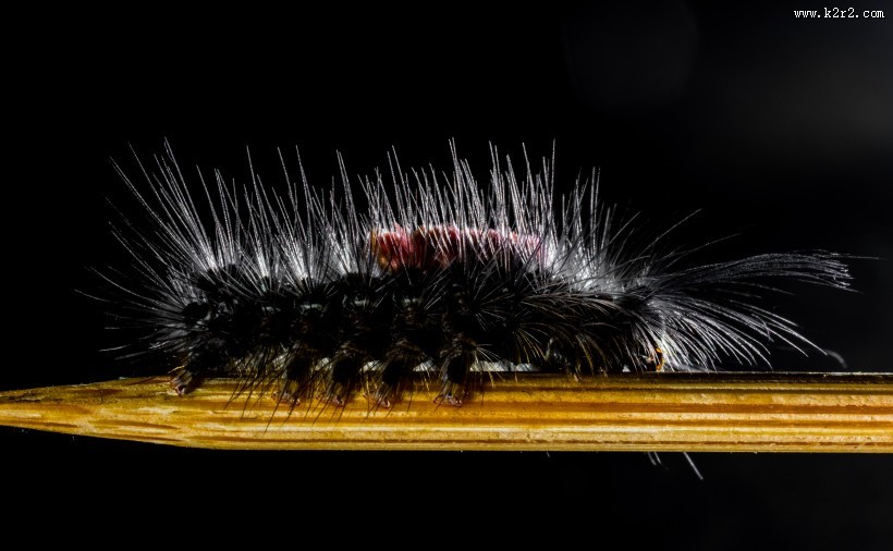 长长黑毛的毛毛虫图片