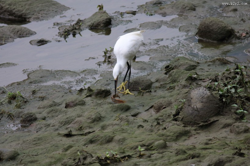 白鹭抓泥鳅图片大全