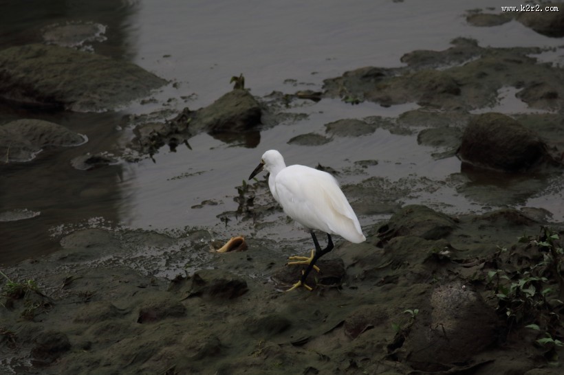 白鹭抓泥鳅图片大全