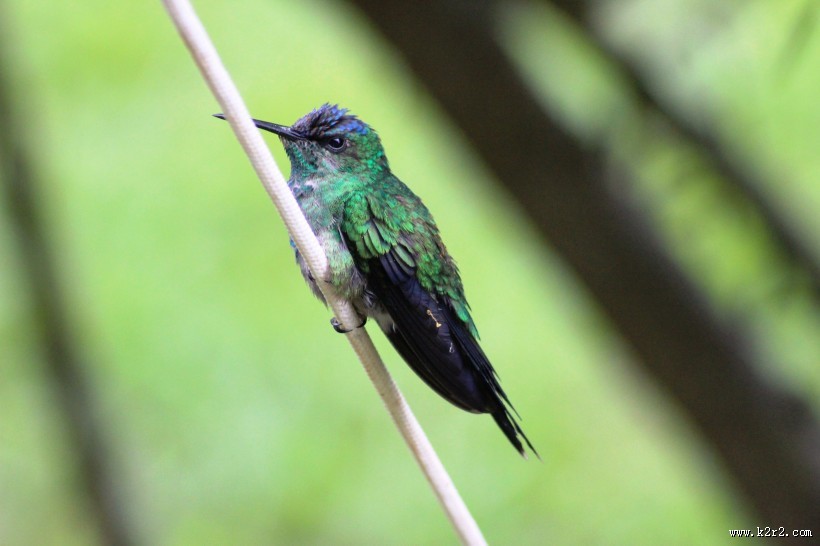 飞行嗡嗡作响的蜂鸟图片大全