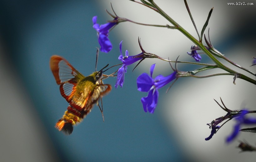 昆虫界的“四不像”——蜂鸟鹰蛾图片