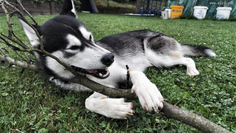 可爱狗狗哈士奇图片大全