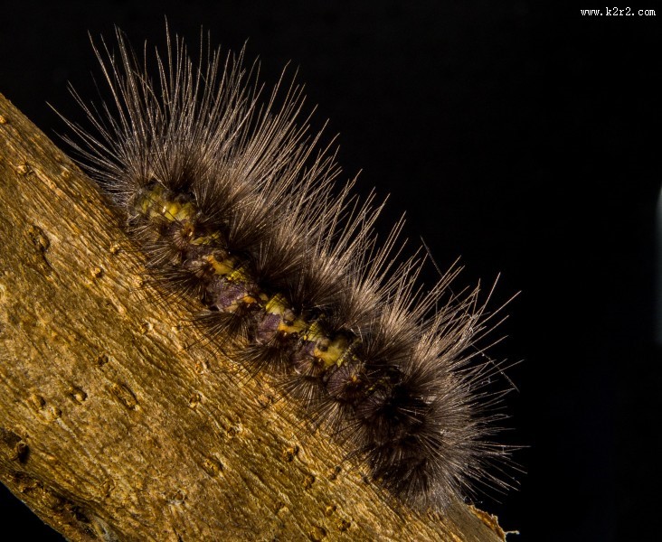 长长黑毛的毛毛虫图片大全