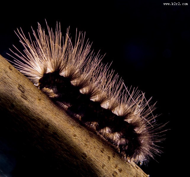 长长黑毛的毛毛虫图片大全