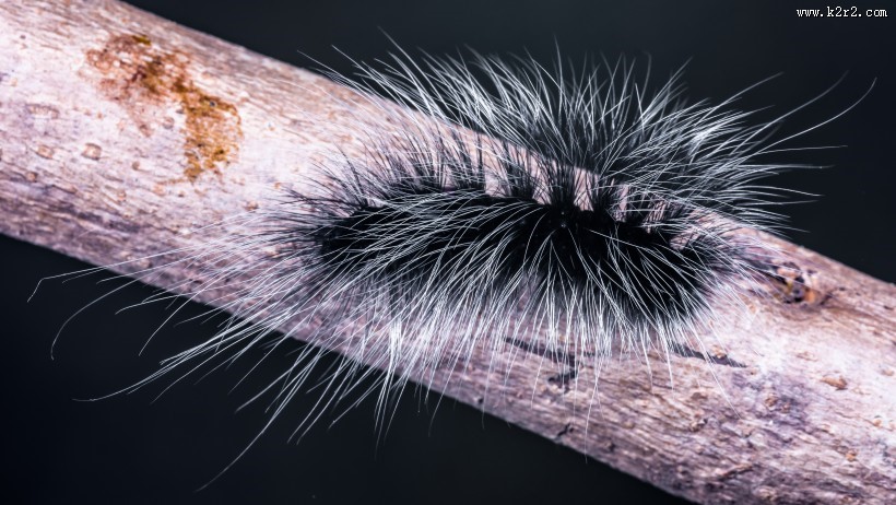 长长黑毛的毛毛虫图片大全