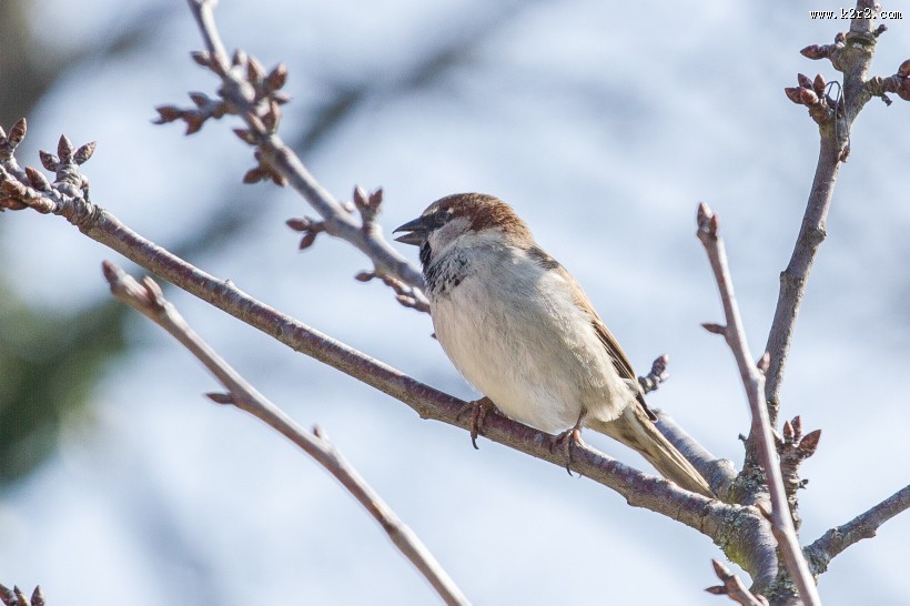 小型鸟类——树麻雀图片大全