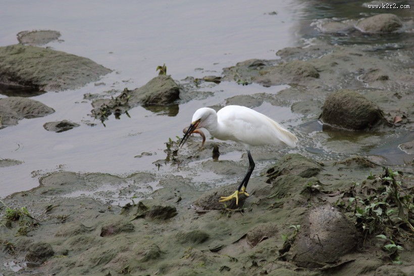 白鹭抓泥鳅图片大全