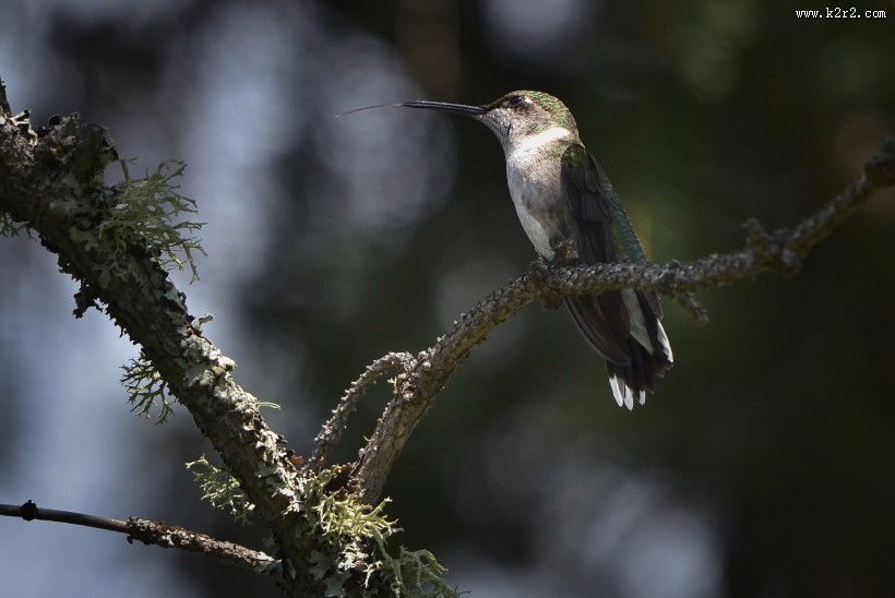 飞行嗡嗡作响的蜂鸟图片